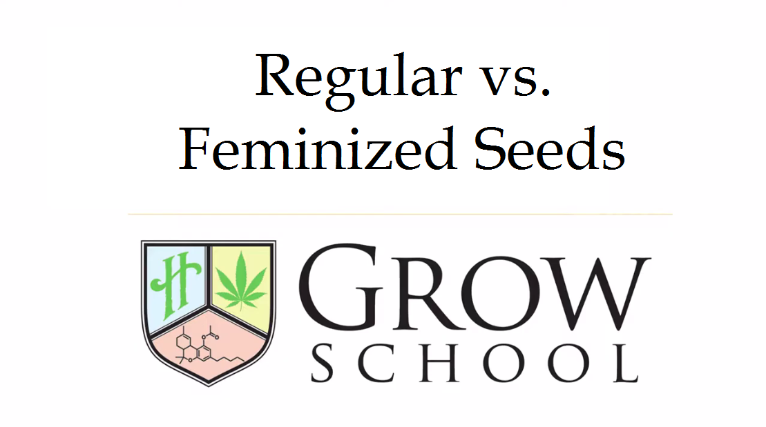 Regular vs. Feminized Seeds